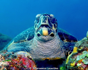 Turtle eating its lunch. Tulamben Bali. by Athanassios Lazarides 